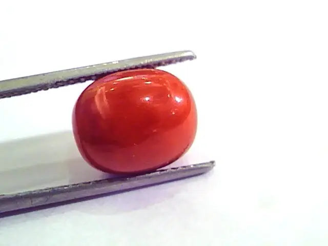 8.48 Carat Natural Italian Red Coral Moonga Gemstone AAAA