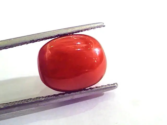 8.48 Carat Natural Italian Red Coral Moonga Gemstone AAAA