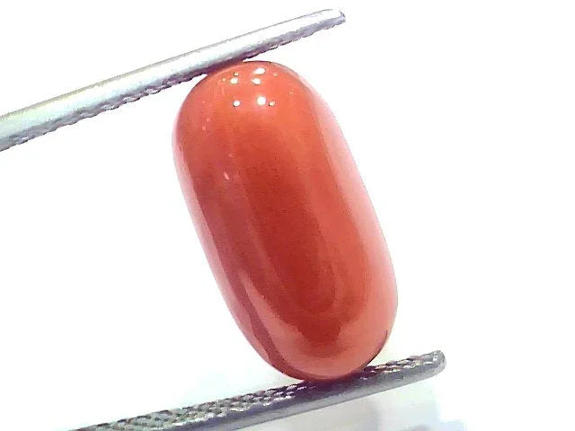 8.49 Ct 9.4 Ratti Natural Untreated Italian Red Coral Moonga Gems - Venus Gems