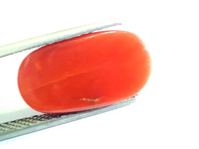 8.49 Ct Untreated Natural Premium Italian Red Coral AAAAA