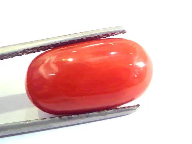 8.49 Ct Untreated Natural Premium Italian Red Coral AAAAA