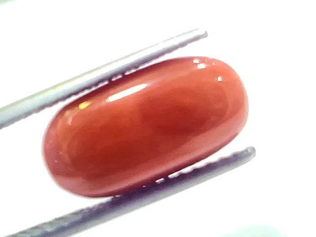 8.61 Ct 9.5 Ratti Natural Untreated Italian Red Coral Moonga Gems - Venus Gems