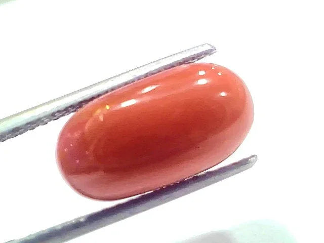 8.61 Ct 9.5 Ratti Natural Untreated Italian Red Coral Moonga Gems - Venus Gems
