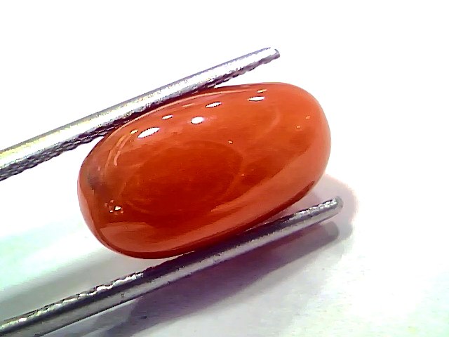 8.58 Ct 9.42 Ratti Natural Untreated Italian Red Coral Moonga AAAAA