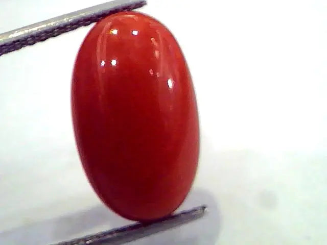 8.72 Ct Untreated Natural Premium Red Italian Coral AAA
