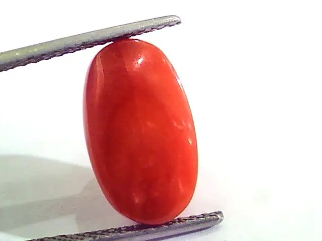 8.67 Carat Natural Italian Red Coral Moonga Gemstone AAAA