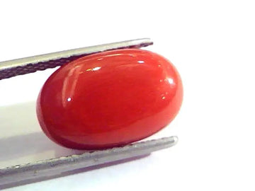 8.73 Ct Untreated Natural Premium Italian Red Coral AAAAA