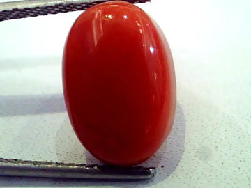 8.70 Ct Premium Natural Italian Red Coral,Real Moonga Gemstone AAA