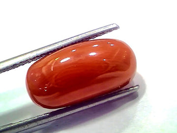 8.84 Ct 9.71 Ratti Natural Untreated Italian Red Coral Moonga AAAAA