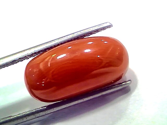 8.84 Ct 9.71 Ratti Natural Untreated Italian Red Coral Moonga AAAAA