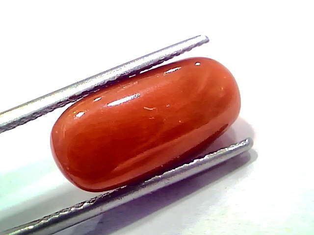 8.84 Ct 9.71 Ratti Natural Untreated Italian Red Coral Moonga AAAAA