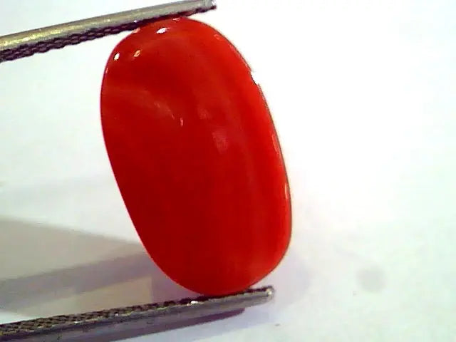 8.84 Ct Untreated Natural Premium Italian Red Coral AAAAA