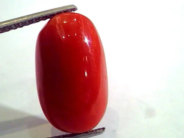 8.84 Ct Untreated Natural Premium Italian Red Coral AAAAA