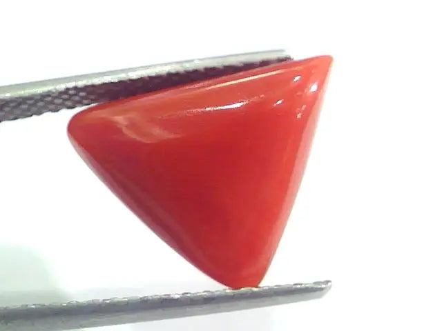 9.01 Ct 15 Ratti Natural Italian Triangle Red Coral Moonga Gemstone