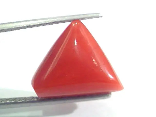 9.01 Ct 15 Ratti Natural Italian Triangle Red Coral Moonga Gemstone