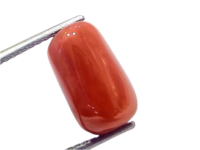 Natural untreated Italian red coral gemstone, 8.40 Ct, smooth oval shape, vibrant red color, displayed on a metal prong.