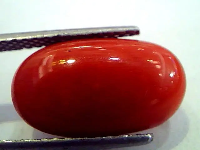8.09 Ct Premium Natural Italian Red Coral,Real Moonga Gemstone AAA