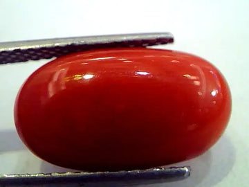 8.09 Ct Premium Natural Italian Red Coral,Real Moonga Gemstone AAA