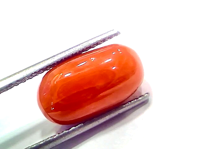 Natural untreated Italian red coral gemstone, 8.58 Ct, polished with a smooth surface, held by tweezers.