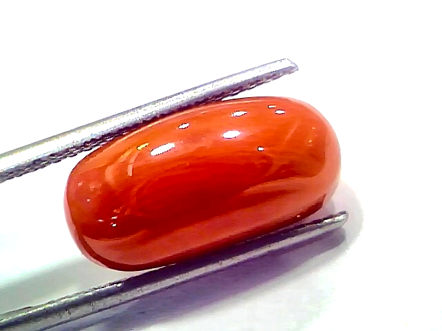 Natural untreated Italian red coral gemstone, 8.85 Ct, polished oval shape, held with tweezers, vibrant orange-red color.