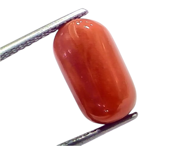 Natural untreated Italian red coral gemstone, 8.40 Ct, smooth oval shape, vibrant red color, displayed on a metal prong.
