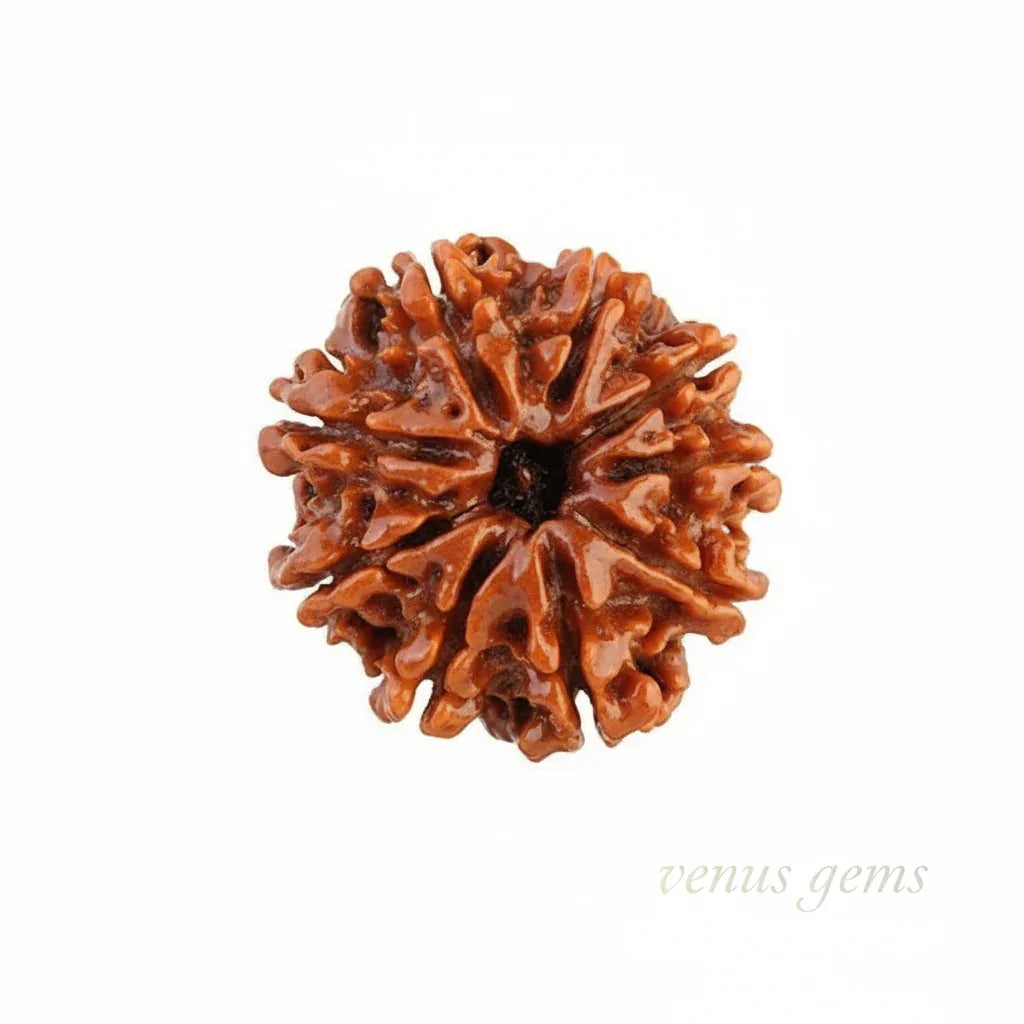 9 Mukhi Nepali Rudraksha Natural and Certified - Venus Gems