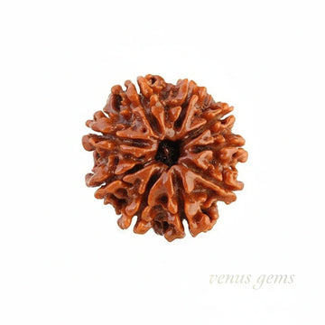 9 Mukhi Nepali Rudraksha Natural and Certified - Venus Gems