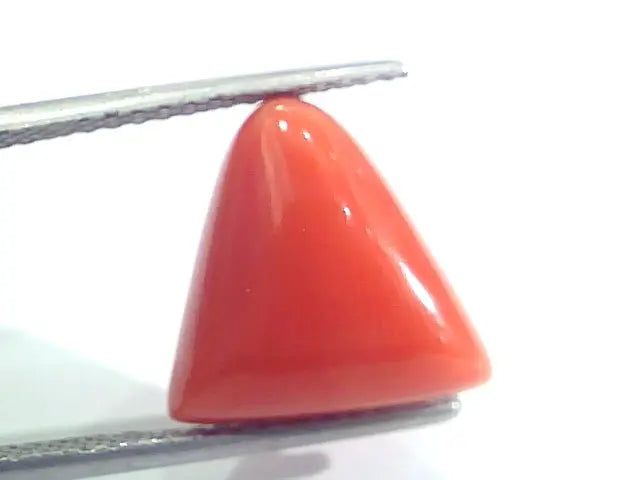 9.11 Ct 15.1 Ratti Natural Italian Triangle Red Coral Moonga Gemstone