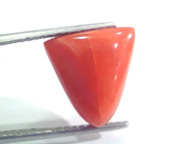 9.11 Ct 15.1 Ratti Natural Italian Triangle Red Coral Moonga Gemstone