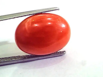 9.10 Carat Natural Italian Red Coral Moonga Gemstone AAAA