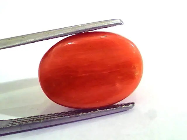 9.10 Carat Natural Italian Red Coral Moonga Gemstone AAAA