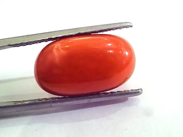 9.08 Carat Natural Italian Red Coral Moonga Gemstone AAAA
