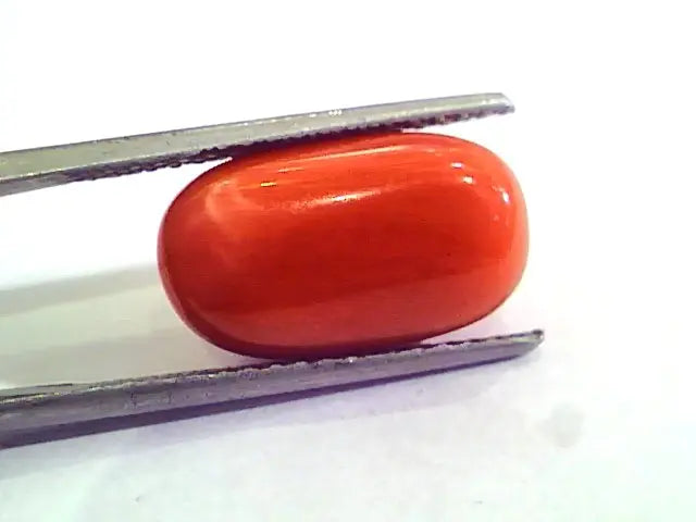 9.08 Carat Natural Italian Red Coral Moonga Gemstone AAAA