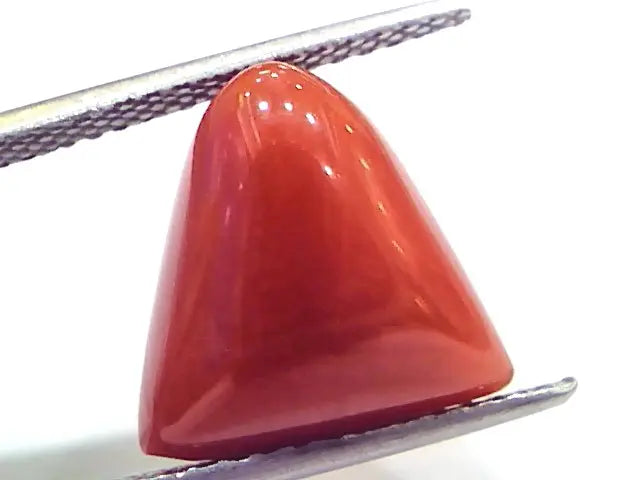 9.13 Ct 15.1 Ratti Natural Italian Triangle Red Coral Moonga Gemstone