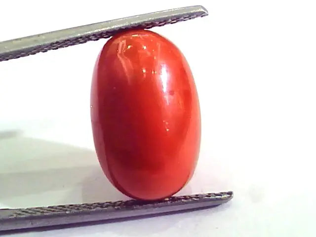 9.11 Carat Natural Italian Red Coral Moonga Gemstone AAAA