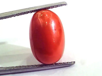 9.11 Carat Natural Italian Red Coral Moonga Gemstone AAAA