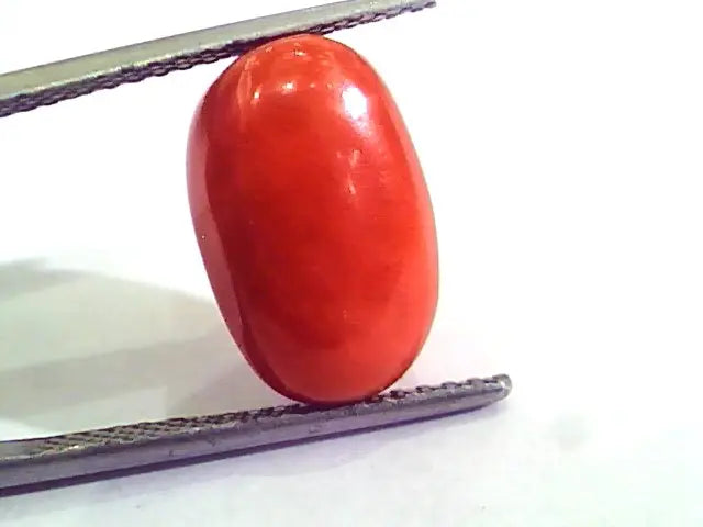9.11 Carat Natural Italian Red Coral Moonga Gemstone AAAA