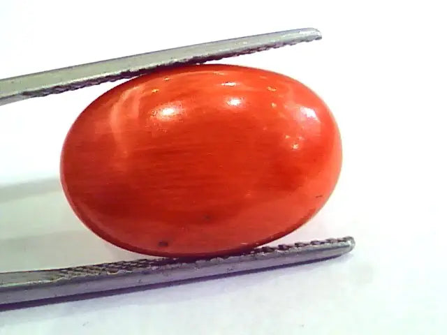 9.12 Carat Natural Italian Red Coral Moonga Gemstone AAAA