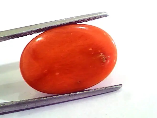 9.12 Carat Natural Italian Red Coral Moonga Gemstone AAAA