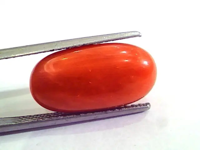 9.15 Carat Natural Italian Red Coral Moonga Gemstone AAAA