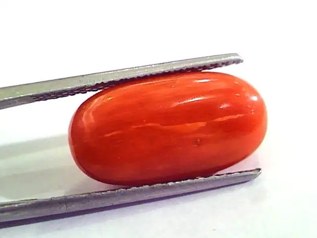 9.15 Carat Natural Italian Red Coral Moonga Gemstone AAAA