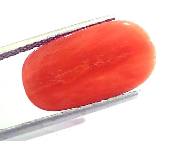 9.20 Ct 10.22 Ratti Untreated Natural Premium Italian Red Coral AAAAA