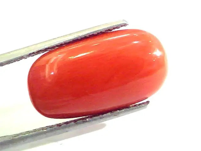 9.20 Ct 10.22 Ratti Untreated Natural Premium Italian Red Coral AAAAA