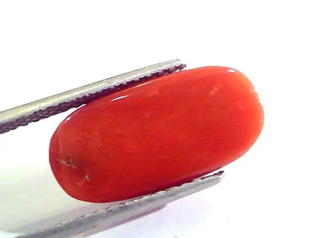 9.24 Ct Untreated Natural Premium Italian Red Coral AAAAA