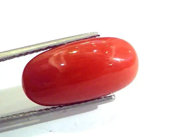 9.24 Ct Untreated Natural Premium Italian Red Coral AAAAA