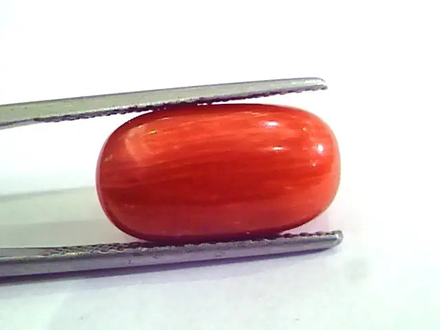 9.27 Ct 15 Ratti Natural Italian Red Coral Moonga Gemstone AAAA