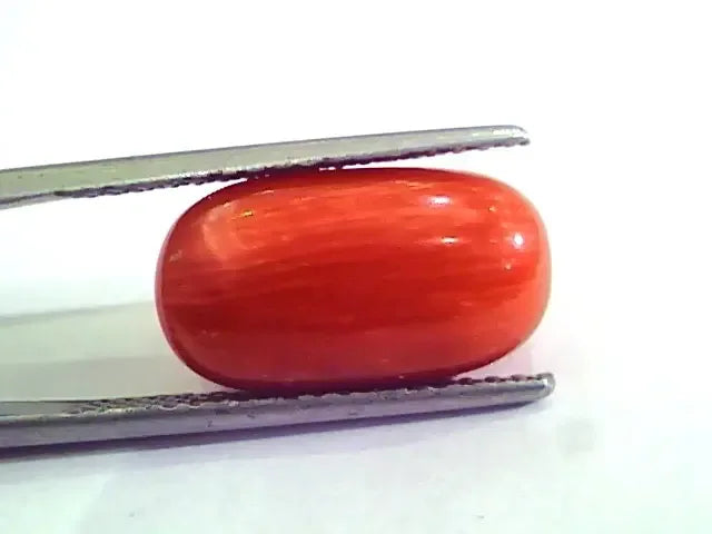 9.27 Ct 10.3 Ratti Natural Italian Red Coral Moonga Gemstone AAAA - Venus Gems