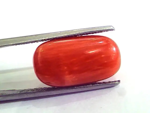 9.27 Ct 15 Ratti Natural Italian Red Coral Moonga Gemstone AAAA