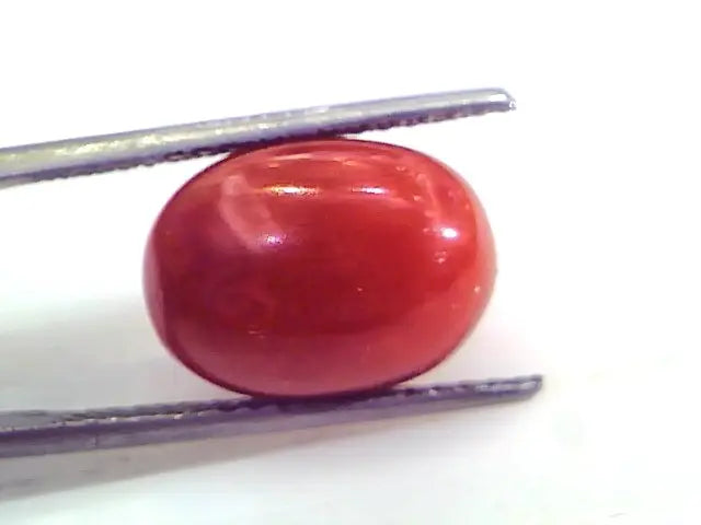 9.28 Ct Untreated Natural Premium Italian Red Coral Gemstone AAA