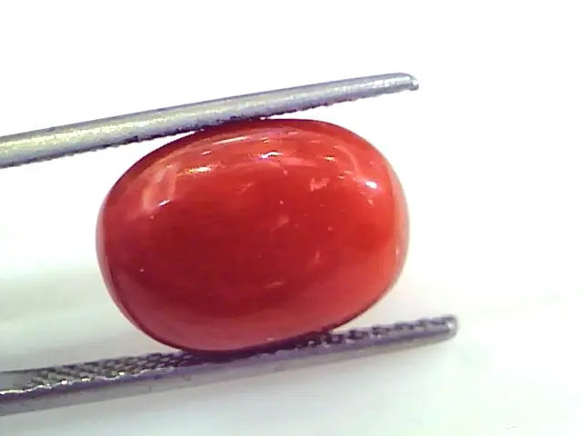 9.28 Ct Untreated Natural Premium Italian Red Coral Gemstone AAA